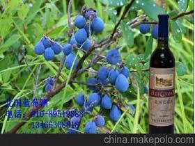 人生酒供應商,價格,人生酒批發(fā)市場 