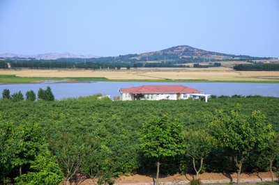 藍莓酒成國際酒業"后起之秀" 青島酒莊參與制定國家標準|青島|半島網